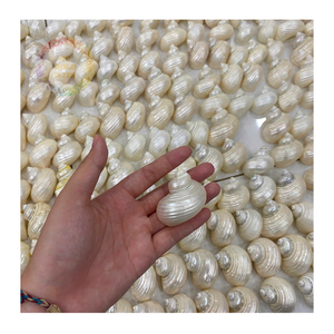 Vente en gros de coquillages Turbo Burgess-Petit 4-6cm, parfait pour la décoration marine et nautique - Product Image 4
