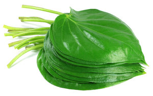 Hoja de Betel de Alta Calidad - Product Image 6