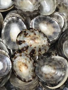 Conchas de Lapa con patrones naturales únicos, use conchas de Lapa para decoración de habitaciones náuticas, instalaciones de arte y proyectos costeros - Product Image 5