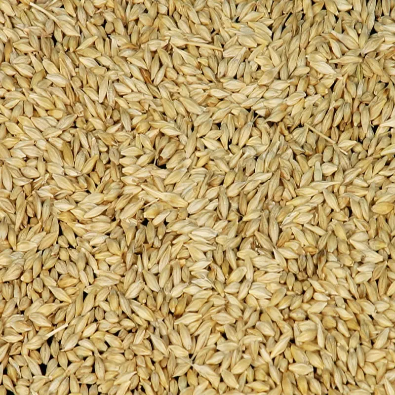 100% mạch nha lúa mạch, vỏ lúa mạch, ngọc trai lúa mạch để bán động vật thức ăn và con người/lúa mạch mạch nha