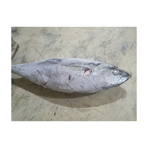 Atún amarillo congelado a precio de fábrica, suministrado para venta al por mayor y grandes pedidos - Product Image 3