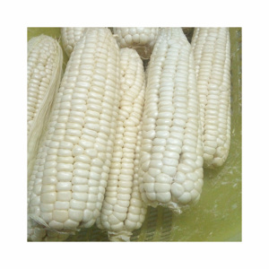 Maíz blanco seco asequible Maíz blanco sin OGM Maíz blanco para alimentación humana y animal - Product Image 3
