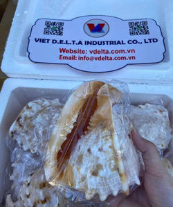 Mezcla de conchas marinas y estrellas de mar con temática oceánica-IDEAL PARA ACUARIO, BAÑO Y DECORACIÓN COSTERA - Product Image 2