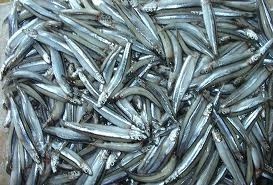 VENTA AL POR MAYOR DELICIOSO PESCADO ANCHOVY SECO DE VIETNAM/PEQUEÑO ESPADÍN SECO/Sra. Beatrix - Product Image 6