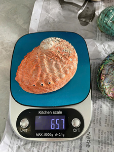 9-14cm poli blanc nacre vadrouille Tahiti Pinctada Margaritifera coquille brute Style Animal décoration de la maison - Product Image 6