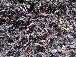 Feuilles de gelée noire séchée biologique Ingrédient naturel de première qualité du Vietnam pour le dessert en gelée d'herbe et les boissons rafraîchissantes traditionnelles - Product Image 6