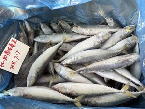 Ken041 Chất Lượng Cao Đông Lạnh Thái Bình Dương Cá Thu W/R Cá Biển Đông Lạnh - Product Image 3