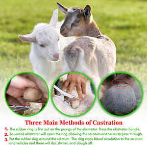Pinza de Castración Reutilizable de Acero Inoxidable de 10 Pulgadas con Anillo de Goma, Castrador sin Sangre para Uso Veterinario en Animales Grandes - Product Image 6
