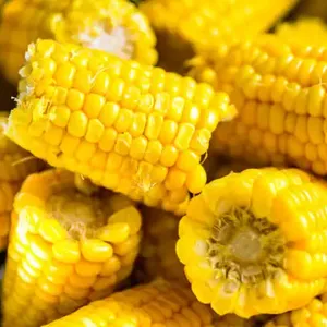 Hindistan ihracatçılarından en uygun fiyatlı toplu fiyata mevcut ihracat satış için cob üzerinde düşük karbonhidrat olmayan gdo çift mısır