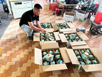 Coco Fresco Joven de Vietnam Someko con Teléfono: +84972678053