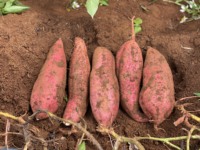 Pas cher prix vietnam Patate douce nouvelle récolte fraîche taille personnalisée orange violet