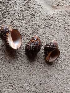 Conchas de mar naturales para la decoración del hogar y acuarios ideales para su reventa en una gran variedad de tamaños en diferentes colores. - Product Image 2