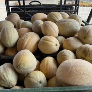 Premium Class I <b>Fresh</b> Cantaloupe <b>Melons</b> - High Brix Sweetness - Bulk Export Grade Musk <b>Melons</b> - Product Image 6