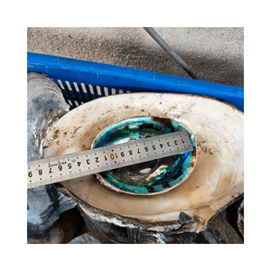 Coquille d'ormeau polie naturelle de vente chaude pour la décoration, bijoux-coquille naturelle d'ormeau coquille naturelle pure - Product Image 3