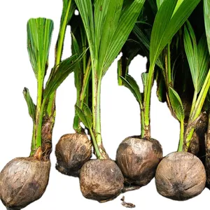 공장 가격 젊은 녹색 코코넛 나무 태국 베트남 원산지 코코넛 모종 태국 녹색 짧은 crossbred 코코 새싹