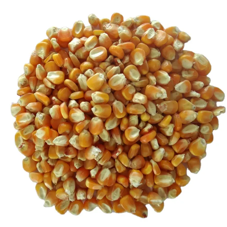 الذرة الصفراء المجففة عالية الجودة أو الذرة لتغذية الحيوانات المتاحة بأرخص الأسعار