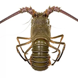 Homard épineux royal en gros avec prix de gros compétitif pour les acheteurs - Product Image 5
