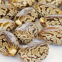 Achetez des graines de ricin en ligne en vrac, germination rapide, 100% naturelles, graines de ricin pures avec une durée de conservation de 2 ans pour la cuisson