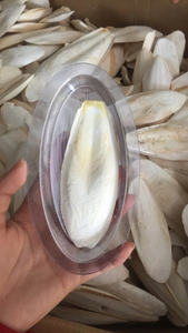 Os de seiche séchés à forte demande, produit naturel pour la nutrition des oiseaux de compagnie, marché de gros et d'exportation - Product Image 6