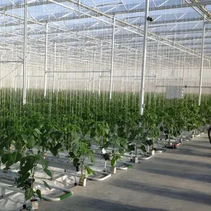 Invernadero de gran valor con sistema hidropónico Equipos de cultivo de hongos Equipos y herramientas agrícolas