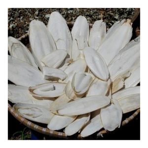 Hueso de sepia de alta calidad listo para exportar desde Vietnam - Product Image 6