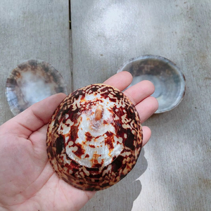 Concha de limpet ovalada de Vietnam al por mayor para diseño de accesorios de moda, fabricación de botones de concha únicos con materia prima del océano - Product Image 1