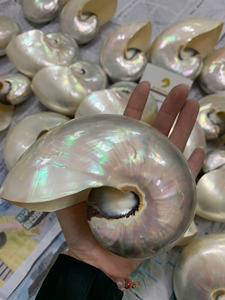 เปลือกหอยมุกสีขาวเงางามประมาณ6 1/2นิ้ว0084935825297เปลือกหอยมุก - Product Image 3