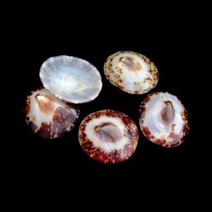 เปลือกหอยหอยเป๋าฮื้อเปลือกหอยทาก - Product Image 4