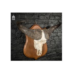 Decoración de Pared con Cuernos de Búfalo, Tamaño Personalizado, Decoración de Mesa, Cuernos de Búfalo para Colgar en la Pared a Precio Económico - Product Image 1