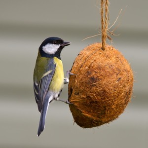 Mangeoires à oiseaux suspendues en coquille de noix de coco, demi-ovales, semi-circulaires, rondes, vente en gros, prix bas pour l'exportation - Product Image 6