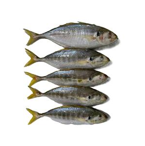 Iqf yellowtail scad ปลาแช่แข็งทั้งหมดส่งออกอาหารทะเลบรรจุภัณฑ์จำนวนมาก - Product Image 4