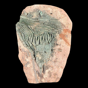 Épée en ammonite sculptée en pierre naturelle, quartz gravé, décoration d'intérieur, cadeau - Product Image 2