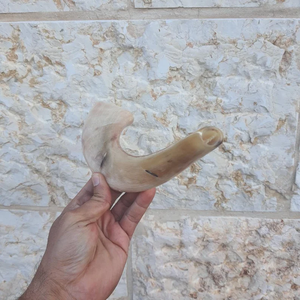 Shofar de Cuerno Natural Ecológico de Alta Calidad para Fines Religiosos, Cuerno de Oveja Pulido Kosher, Artesanía Moderna Saniya - Product Image 6