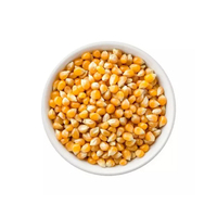 Maïs à éclater jaune glutineux de type papillon, séché, brésilien, en vrac et grandes quantités disponibles