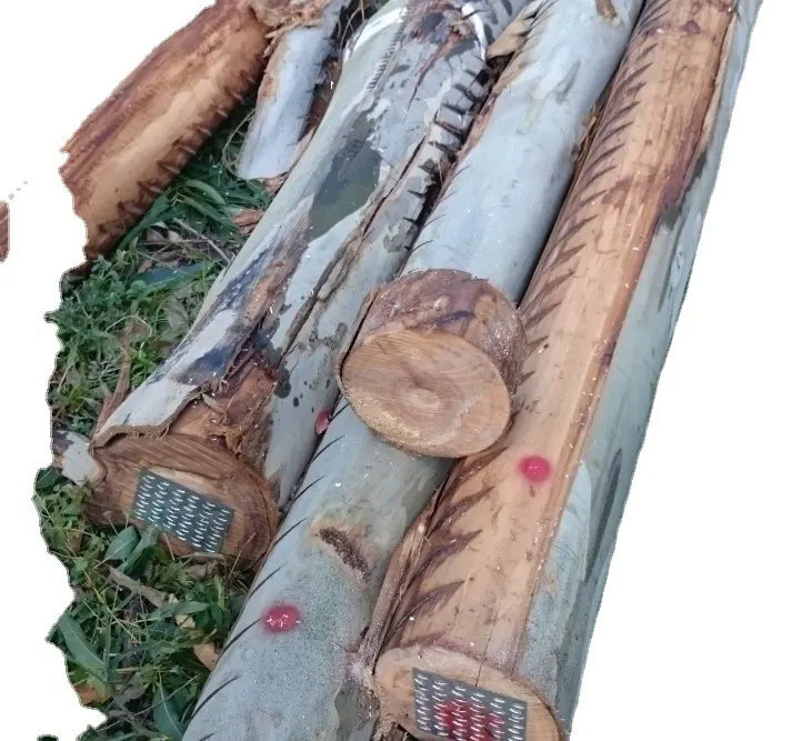 Troncos redondos de madera de eucalipto, madera de teca de diámetro excelente, de alta densidad, baratos