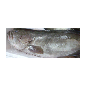 Sélection de premier choix de grouper blanc congelé, proposé à prix réduit pour les acheteurs commerciaux à grande échelle - Product Image 6