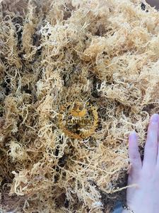 เจลมาส์แห้ง (สาหร่าย Eucheuma cottonii) จากเวียดนาม - Product Image 4