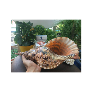 Conchas de trompeta en espiral de primera calidad de Vietnam para decoradores de océanos, diseño de acuarios y colecciones de regalos náuticos - Product Image 3