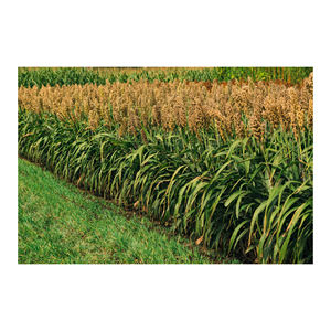 Semillas de sorgo rojo, blanco y amarillo, granos de sorgo y buena calidad - Product Image 6