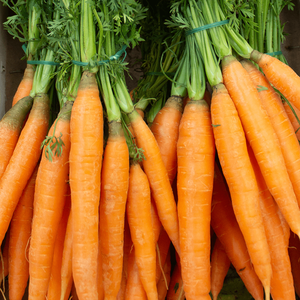 Zanahorias Frescas Naturales Directamente de la Granja, Zanahorias Dulces y Crujientes con Alto Contenido de Vitaminas para Cocinar, Hacer Jugos y una Alimentación Saludable, Exportación a Granel - Product Image 3