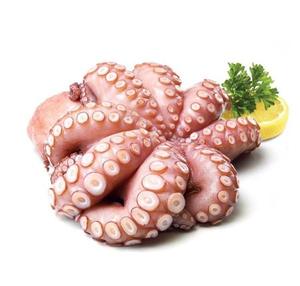 ปลาหมึกแช่แข็งสำหรับเด็กในทะเลทรงกลมจากเนเธอร์แลนด์ - Product Image 4