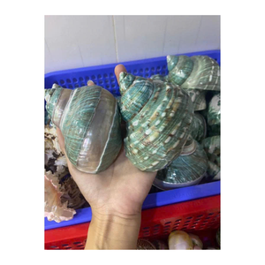99 Gold Data Vietnam Exportateur de coquille de conque pour une utilisation intérieure en couleurs vert blanc pour les concepteurs de coquille créatifs - Product Image 2