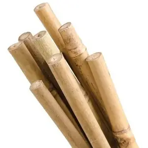 Garden raw dried bamboo Vietnam strong green bamboo poles thickness supplier with best price