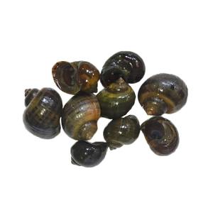 Caracoles Gourmet para Cocinar en Restaurantes, Hogares, Granjas y Exportación con Carne Limpia, Segura y Almacenamiento Duradero, Gran Descuento - Product Image 3