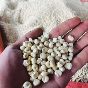 Semillas de Maíz Enceradas Secas Orgánicas de Alta Calidad para Cocina Saludable, Industria de Cereales y Snacks, Exportación a Granel y Venta al por Mayor - Product Image 1