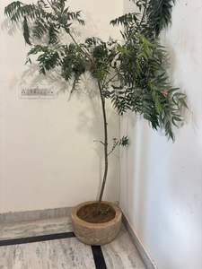 Macetas de Piedra Antiguas con Altura Ajustable, Muebles de Exterior para Sala de Estar, Macetas para Exteriores - Product Image 2