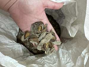 Conchas de Caracol Murex Operculum Pulidas/ Conchas Marinas Grandes de Murex Operculum para Arte con Conchas de Vietnam - Product Image 3