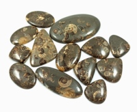 Piedra preciosa natural de cabujón de amonita Marston para la fabricación de joyas, Piedra Fósil pulida, Gema decorativa única, venta al por mayor disponible