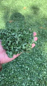 Feuilles de Moringa séchées en vrac Origine Vietnam Fournisseur direct d'usine pour sachets de thé Emballage OEM et marque privée - Product Image 6