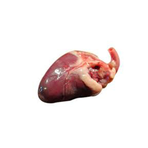 VENTE CHAUDE Coeurs de Poulet Congelés Vente en Gros Haut fabricant nouveau Meilleur matériel Avec des tarifs bon marché - Product Image 4